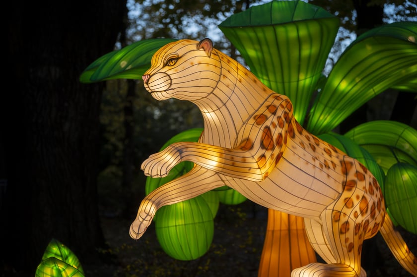 Wystawa Garden of Lights: Dzika Azja we wrocławskim zoo, październik 2024